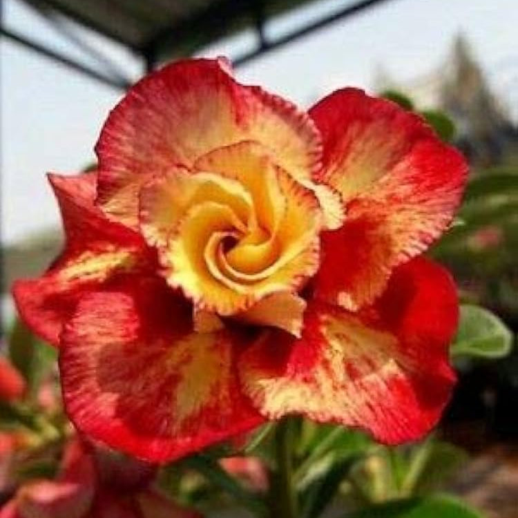 Orange Blossom Seeds for Planting Adenium Obesum flower pot indoor garden