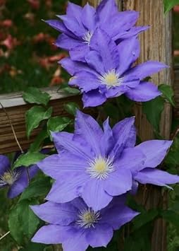 Thick Pink Rose Flower Seeds for Planting Easy to Grow Heirloom & GMO Free Seeds for Home Garden
Sale for planting in home garden