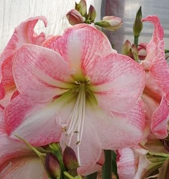 White Pink Hippeastrum Rutilum Flower seeds for Planting - Perfect for Borders, Heirloom & GMO Free Seeds for Home Garden
Sale seeds for planting in home garden