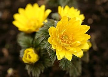Yellow Adonis Flower seeds for Planting - Cottage Garden Essential, Heirloom & GMO Free Seeds for Home Garden
Sale seeds for home garden