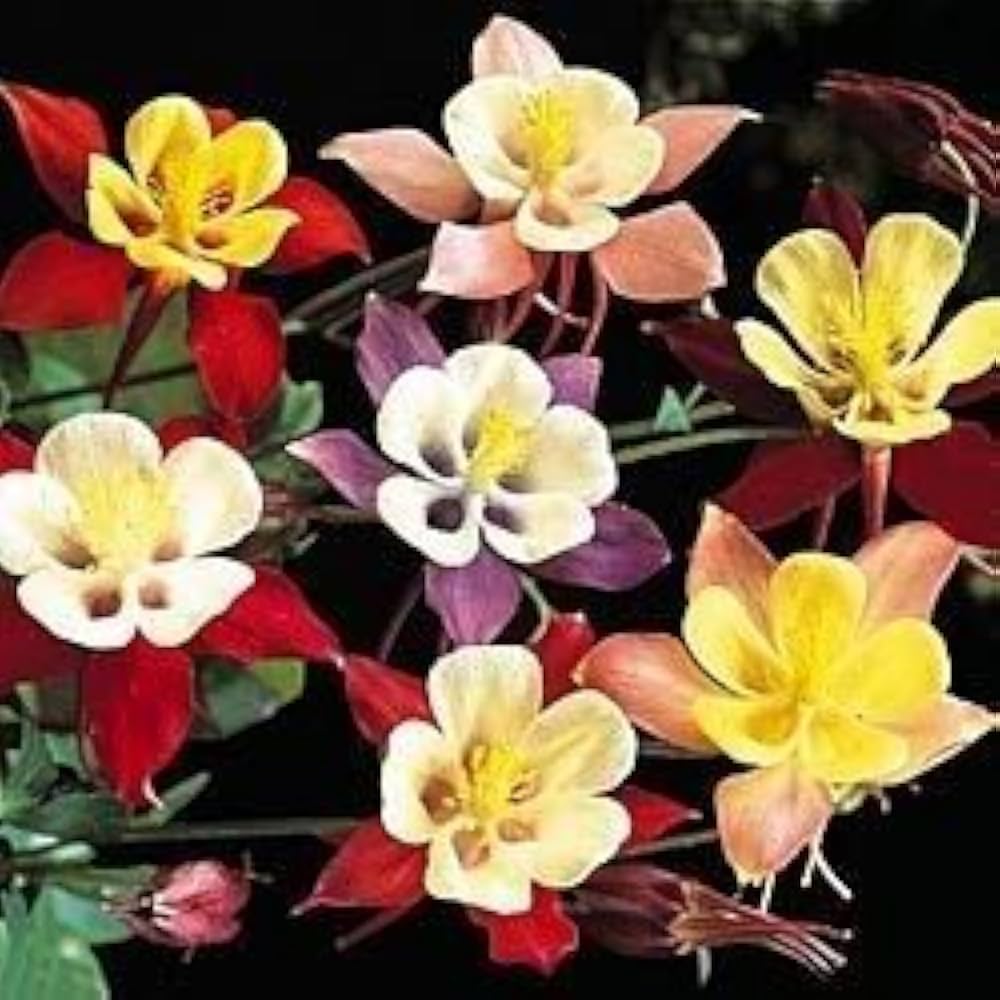 Evergrowseeds Winky Double Mix Columbine flower seeds for planting, showing vibrant colorful flower seed packets.