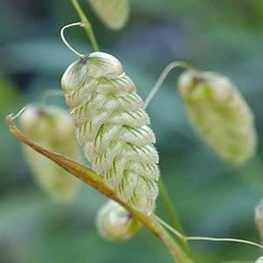 Rattlesnake Switchgrass Seeds (Klapperschlange Grassamen)