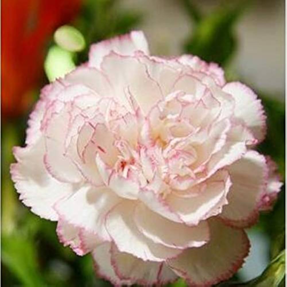 Baby Pink Carnation Flower seeds for Planting - Premium Quality, Heirloom & GMO Free Seeds for Home Garden
Sale seeds for planting in home garden
