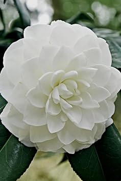 Heirloom Camelia Flower seeds blooming in flower beds, containers, borders, and pollinator-friendly gardens