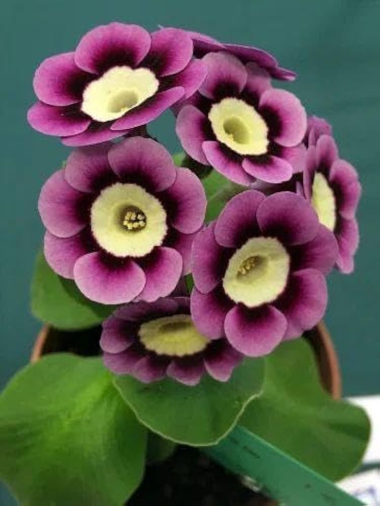 Mini Primrose Seeds for Planting - Colorful Blooms for Home Garden & Flower Bed