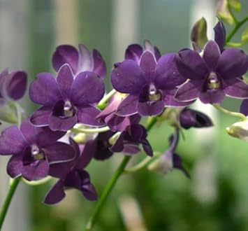 Dark Blue Rose Flower Seeds Seasonal Bloomer Heirloom & GMO Free Seeds for Home Garden
Sale for planting in home garden