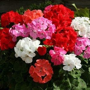 Mixed Geraniums Flower seeds for Planting - Vibrant Colors, Heirloom & GMO Free Seeds for Home Garden
Sale for planting in home garden.