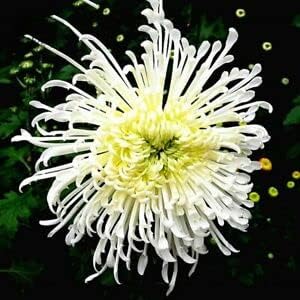 Japan Spider Chrysanthemum Flower seeds for Planting - Garden Favorite, Heirloom & GMO Free Seeds for Home Garden
Sale seeds for home garden