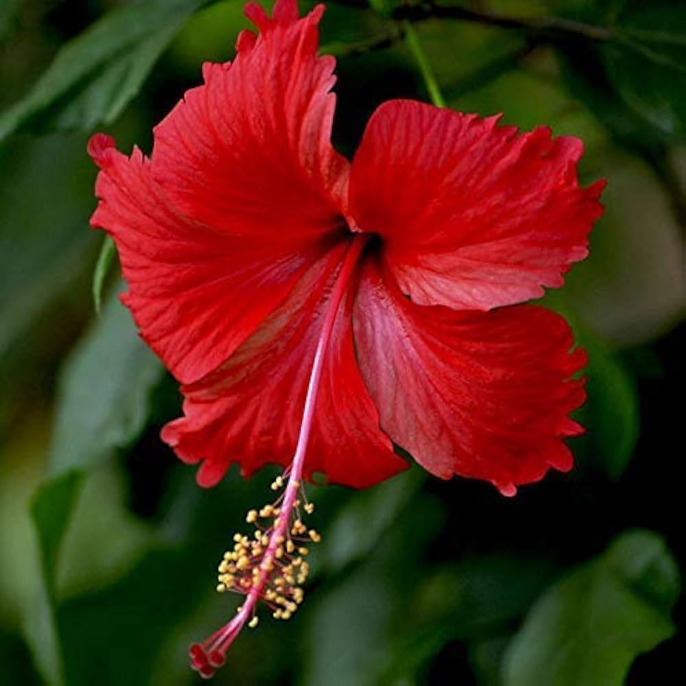 Hibiscus Seeds for Planting Hibiscus Rosa-Sinensis mixed flower bed patio pot