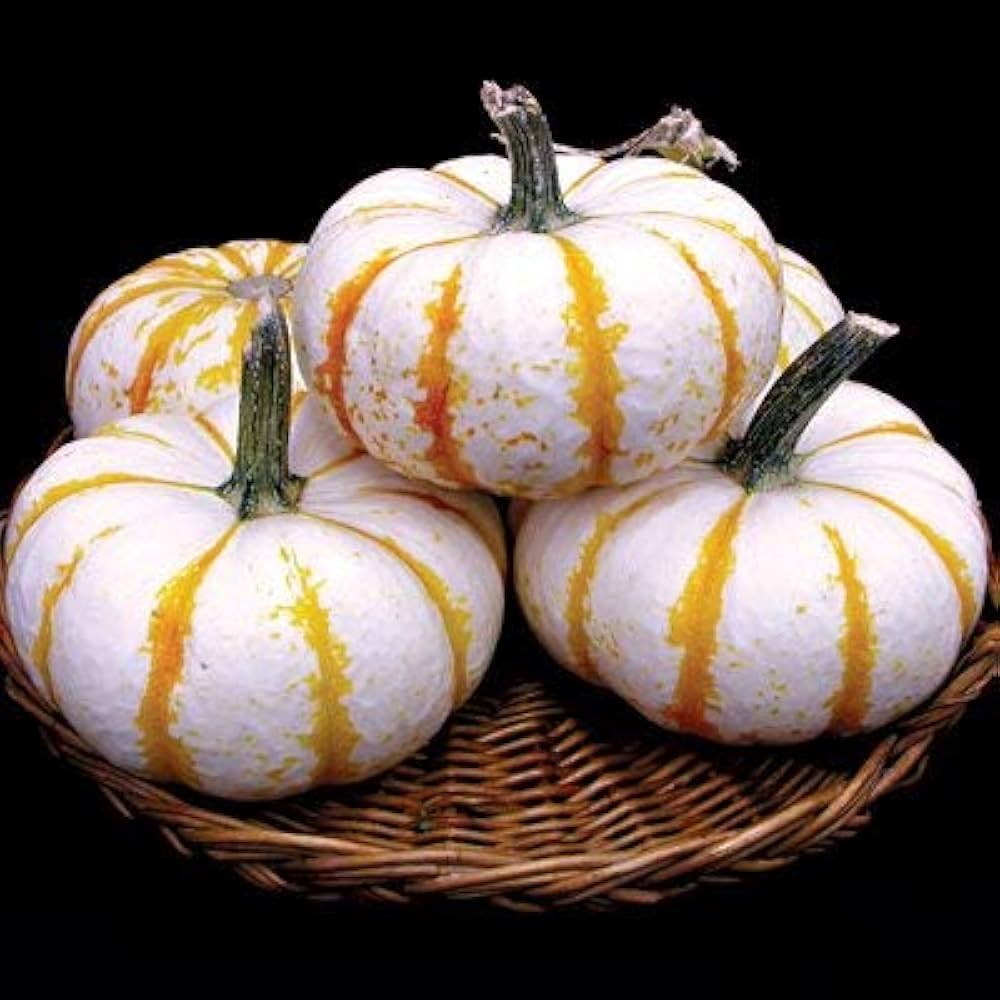 Lil' Pump Ke Mo Pumpkin Seeds for Planting vegetable patch