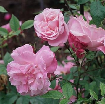 Baby Pink Climbing Rose Flower seeds for Planting - Pollinator Friendly, Heirloom & GMO Free Seeds for Home Garden
Sale for planting in home garden.