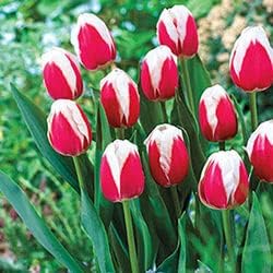 Red White Tulip Flower Seeds Flower seeds for Planting Cut Flower Favorite Heirloom & GMO Free Seeds for Home Garden
Sale for planting in home garden