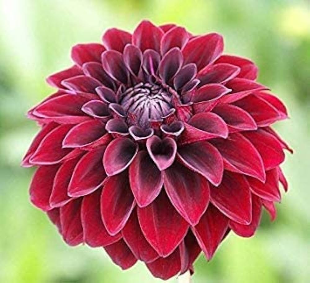 Arabian Night Dahlia Flower seeds for Planting - Wildflower Mix, Heirloom & GMO Free Seeds for Home Garden
Sale for planting in home garden.