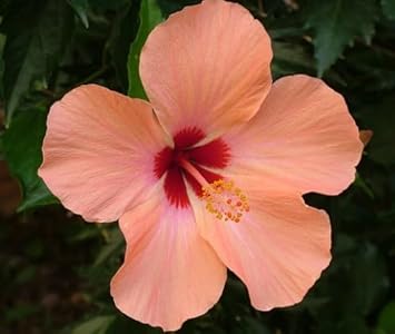 Peach Hibiscus Flower seeds for Planting Wildflower Mix Heirloom & GMO Free Seeds for Home Garden
Sale for planting in home garden