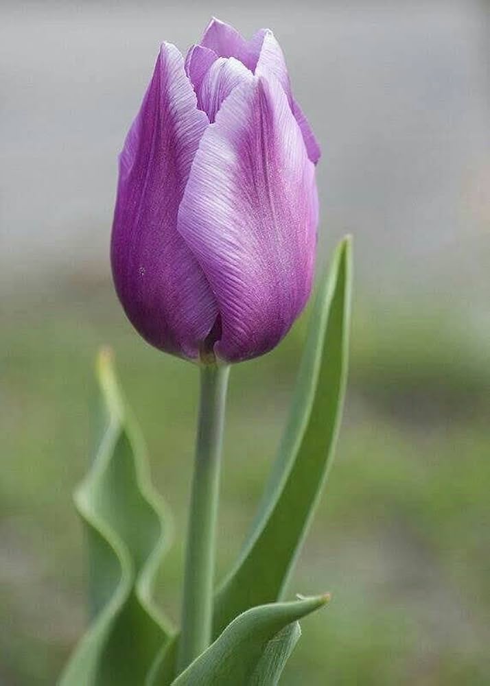 Purple and White Double Tulip Tulipa Gesneriana Seeds for Planting - Beautiful Blooms for Flower Bed & Urban Garden