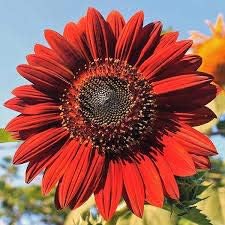 Red Mini Sunflower Seeds for Planting, Heirloom Non-GMO, High Germination Organic Garden Seeds
Sale seeds for home garden