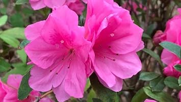 Pink Azaleas Flower seeds for Planting - Cottage Garden Essential, Heirloom & GMO Free Seeds for Home Garden
Sale seeds for home garden