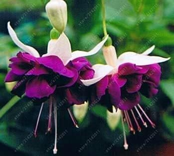 Purple White Fuchsia Flower seeds for Planting Long Bloom Season Heirloom & GMO Free Seeds for Home Garden
Sale for planting in home garden