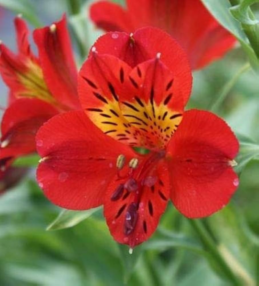 Peruvian Lily Alstroemeria Flower Seeds