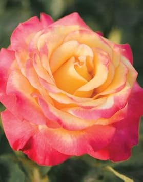 Baby Pink Simsii Bonsai Seeds for Planting Long Bloom Season Heirloom & GMO Free Seeds for Home Garden
Sale for planting in home garden