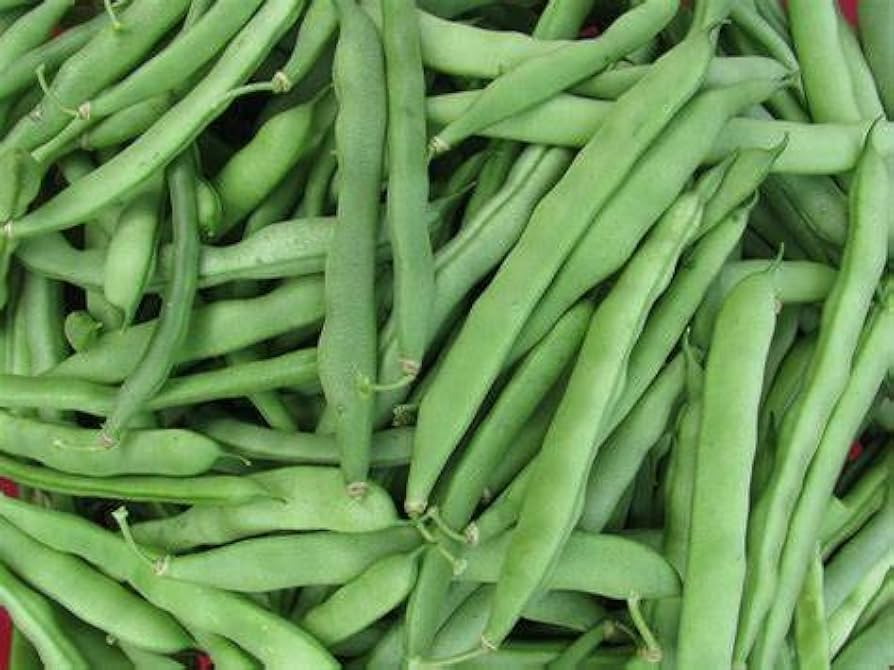 France Lago Blu Pole Bean Seeds for Planting vegetable patch