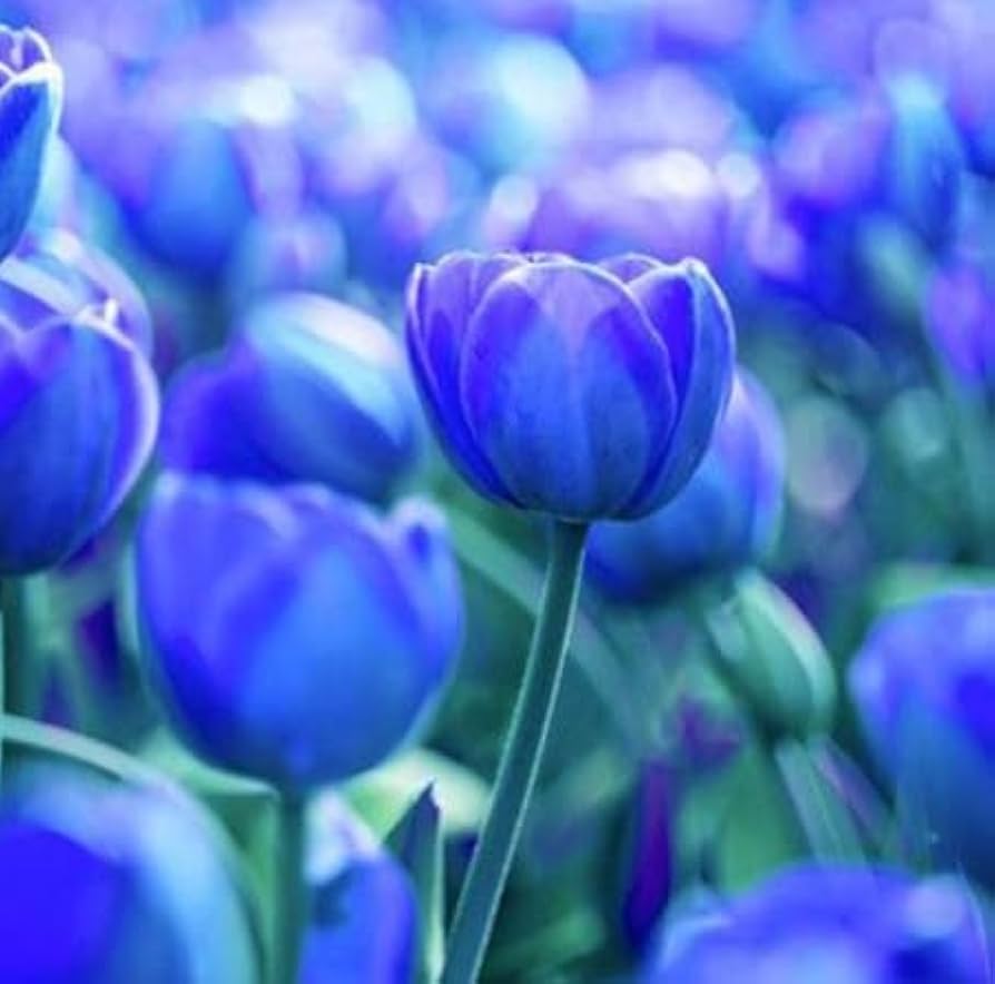 Tulip Blue Flower Seeds for Planting Vibrant Blue Blooms for Your Garden