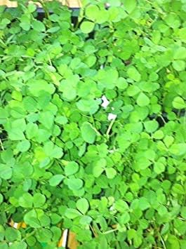 Irish Clover Shamrock Seeds – Heirloom Non-GMO Flowers for Garden Planting
Sale seeds for home garden