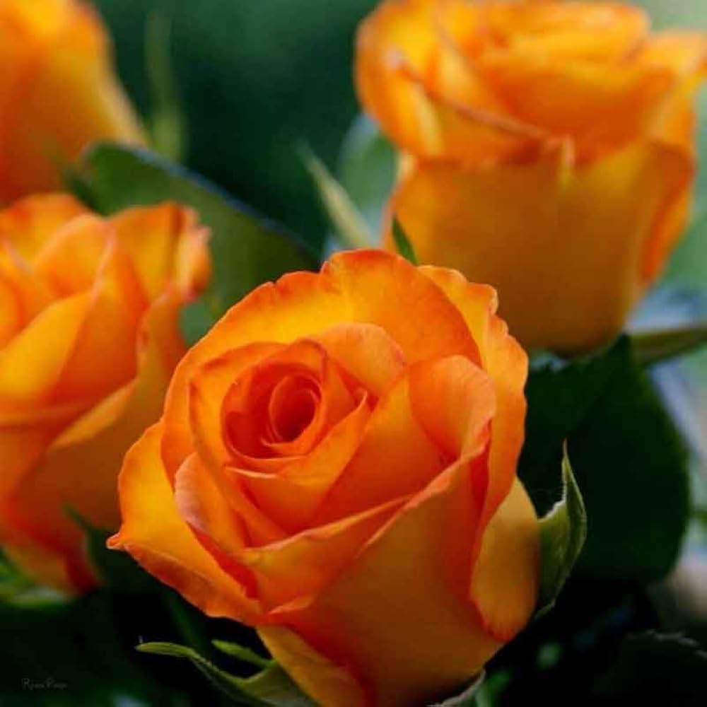 Dark Orange Rose Flower seeds for Planting - Vibrant Colors, Heirloom & GMO Free Seeds for Home Garden