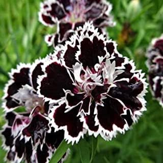 Black Pink Petunia Flower Seeds for Planting Heirloom NONGMO Easy to Grow Garden Blooms Hardy Variety
Sale for planting in home garden