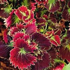 Coleus Flower seeds for Planting - Compact Growth, Heirloom & GMO Free Seeds for Home Garden
Sale for planting in home garden.