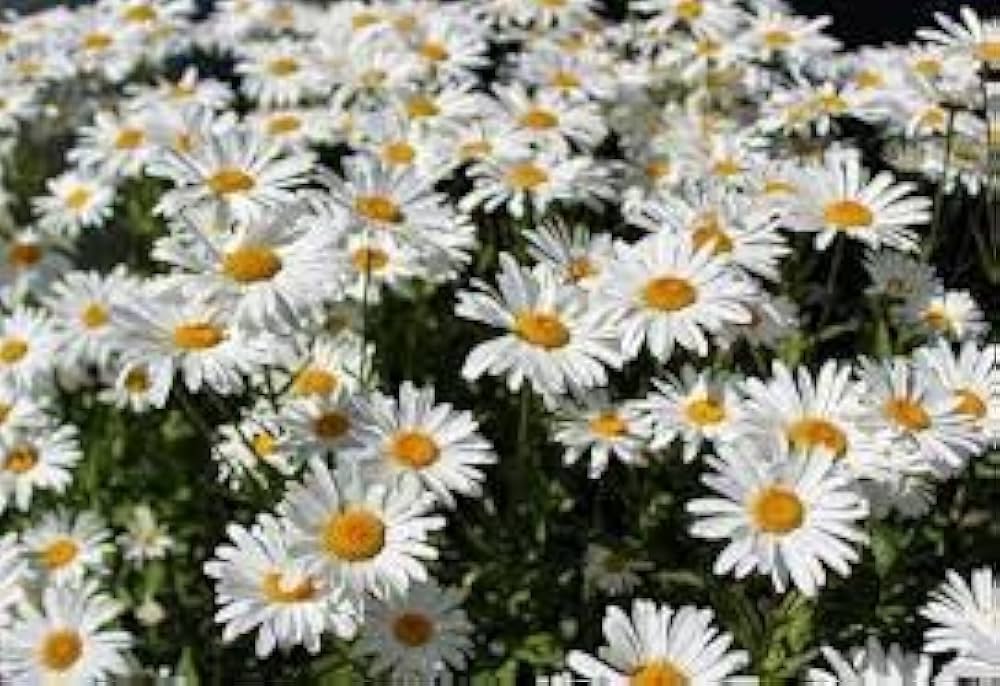 Gemalten Daisy Wildflower Seeds – American Butterfly-Attracting Bloom Mix
