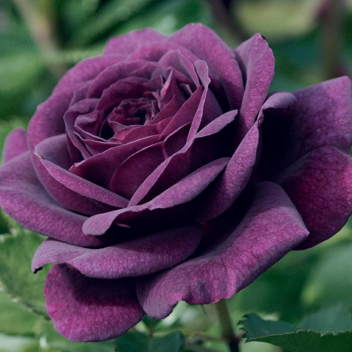 Deep Purple Rose Flower Seeds for Planting Fragrant Blossoms Heirloom & GMO Free Seeds for Home Garden Sale