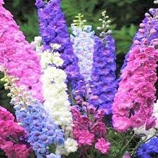 Rocket Larkspur Flower seeds for Planting - Long Bloom Season, Heirloom & GMO Free Seeds for Home Garden
Sale seeds for home garden