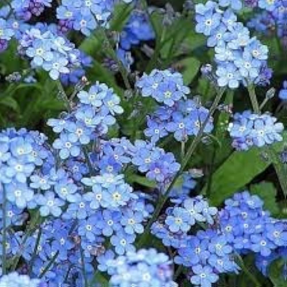 Myosotis Sylvatica Forget-Me-Not Seeds for Planting - Beautiful for Flower Bed & Home Garden