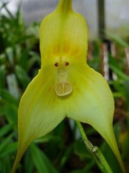 Green Monkey Face Orchids Flower seeds for Planting - Sun Loving, Heirloom & GMO Free Seeds for Home Garden
Sale for planting in home garden.