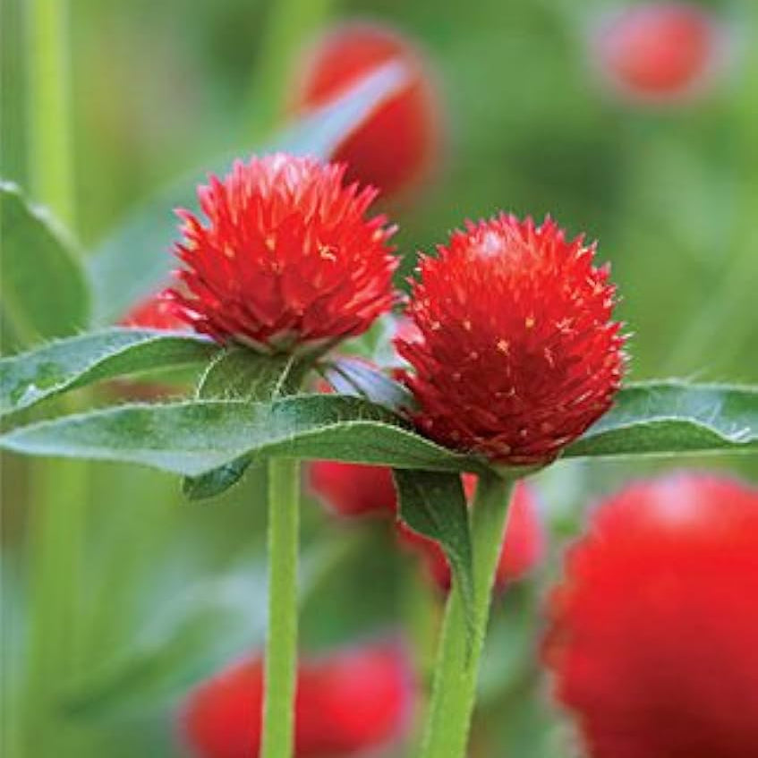 Red Bachelor Button Centaurea cyanus seeds for planting in butterfly garden