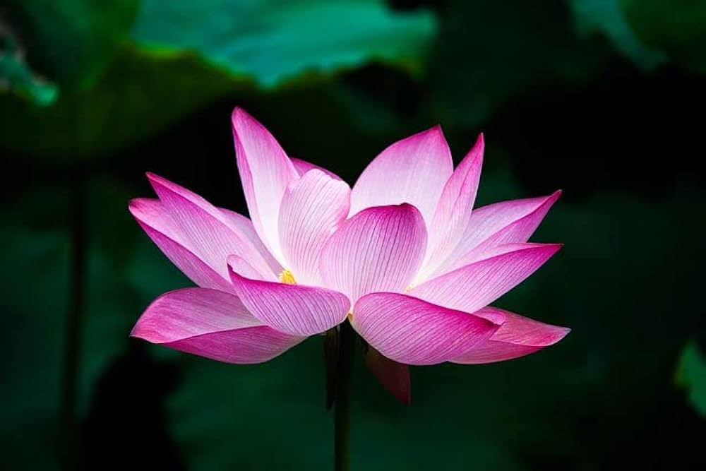 Loto Flower Nelumbo Nucifera Seeds for Planting - Beautiful Blooms for Pond & Flower Bed