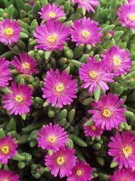 Drosanthemum Hispidum Flower seeds for Planting Wildflower Mix Heirloom & GMO Free Seeds for Home Garden
Sale for planting in home garden