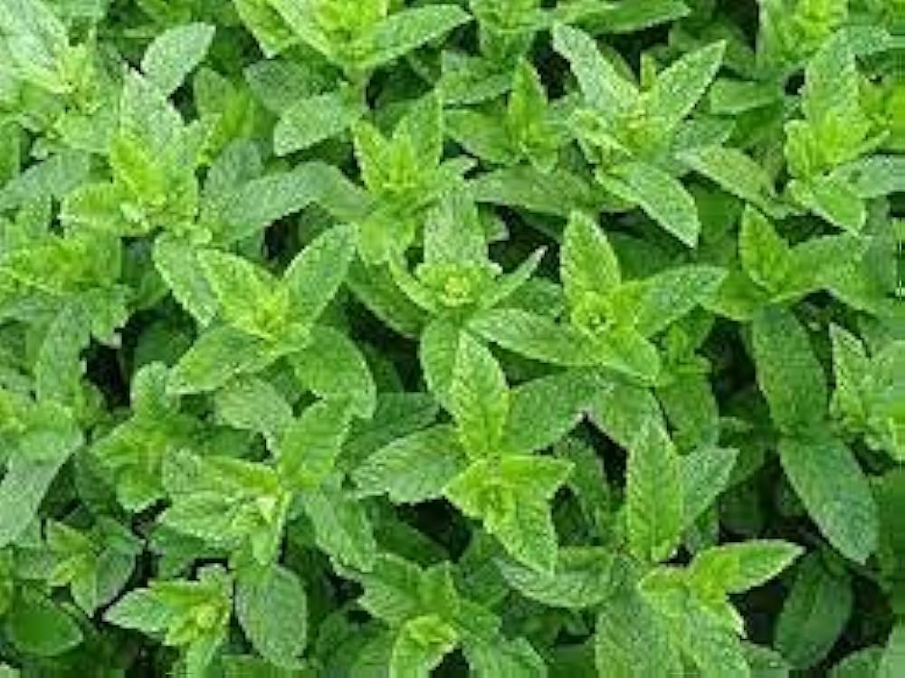 Peppermint Plant Seeds Mentha piperita for Planting in Vegetable Patch