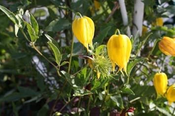 Yellow Tangutica Flower seeds for Planting - Cottage Garden Essential, Heirloom & GMO Free Seeds for Home Garden
Sale seeds for home garden
