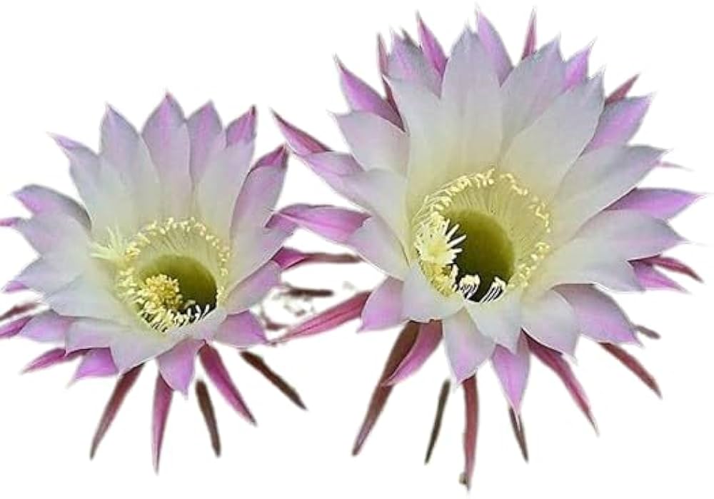 Evergrowseeds Lily Oxygona Lilium oxygonum cactus herb seeds for desert garden planting, shown in a close-up image of seed packets.