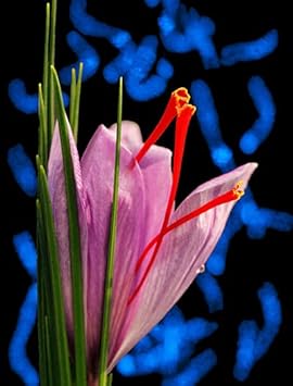 Pink Crocus Flower seeds for Planting - Bright Blooms, Heirloom & GMO Free Seeds for Home Garden
Sale seeds for home garden