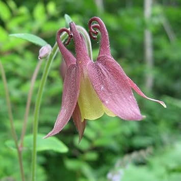 Buergeriana Flower seeds for Planting - Fragrant Blossoms, Heirloom & GMO Free Seeds for Home Garden
Sale for planting in home garden.