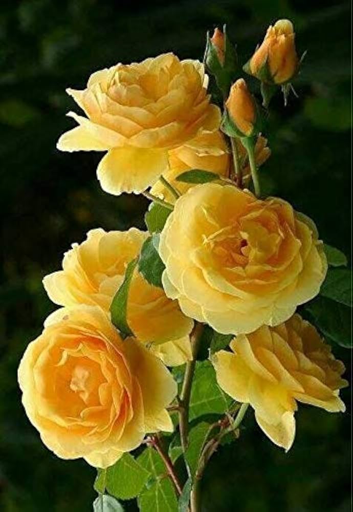 Yellow Rose DIY Garden Seeds