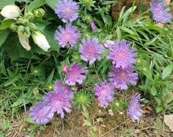 Stoke's Aster Flower seeds for Planting - Garden Favorite, Heirloom & GMO Free Seeds for Home Garden
Sale seeds for home garden
