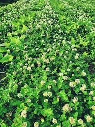 New Zealand Clover Seeds Flower seeds for Planting - Seasonal Bloomer, Heirloom & GMO Free Seeds for Home Garden
Sale seeds for home garden