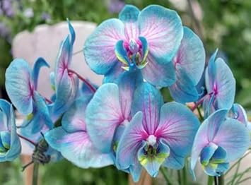 White Red Phalaenopsis Orchid Flower Seeds for Planting Low Maintenance Heirloom & GMO Free Seeds for Home Garden
Sale for planting in home garden