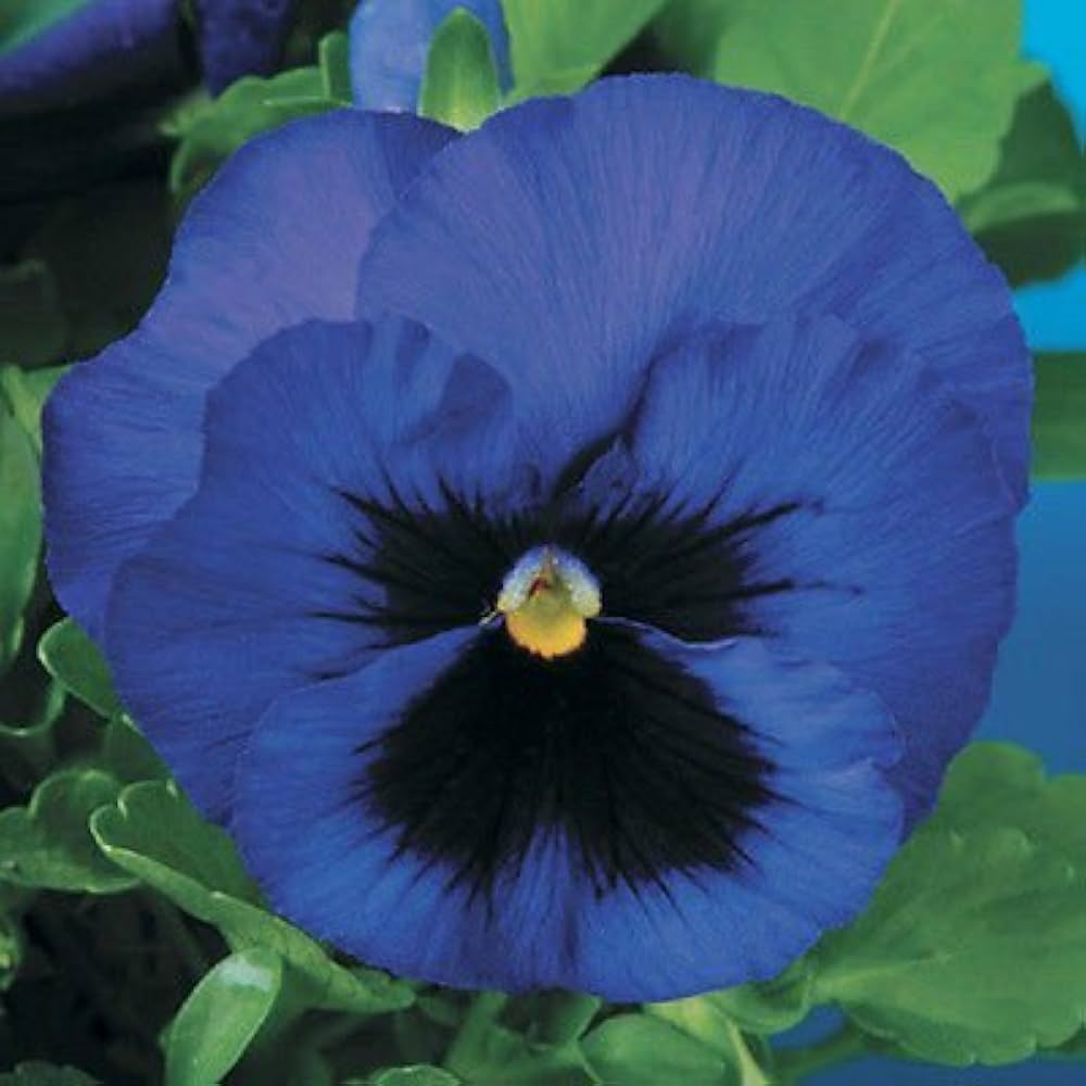Pansy Delta Pre Deep Blue Seeds for Deep Blue Pansy Flowers