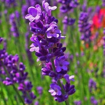Lavender Flower seeds blooming in flower beds, containers, borders, and pollinator-friendly gardens