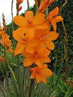 Bugle Lily Watsonia Pillansii Flower Seeds – Heirloom Non-GMO for Garden Planting
Sale seeds for home garden